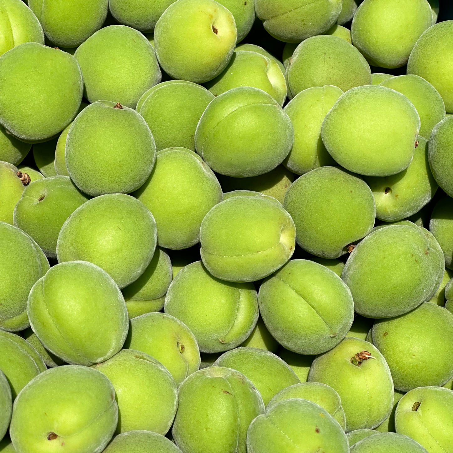 青梅 中梅 家庭用