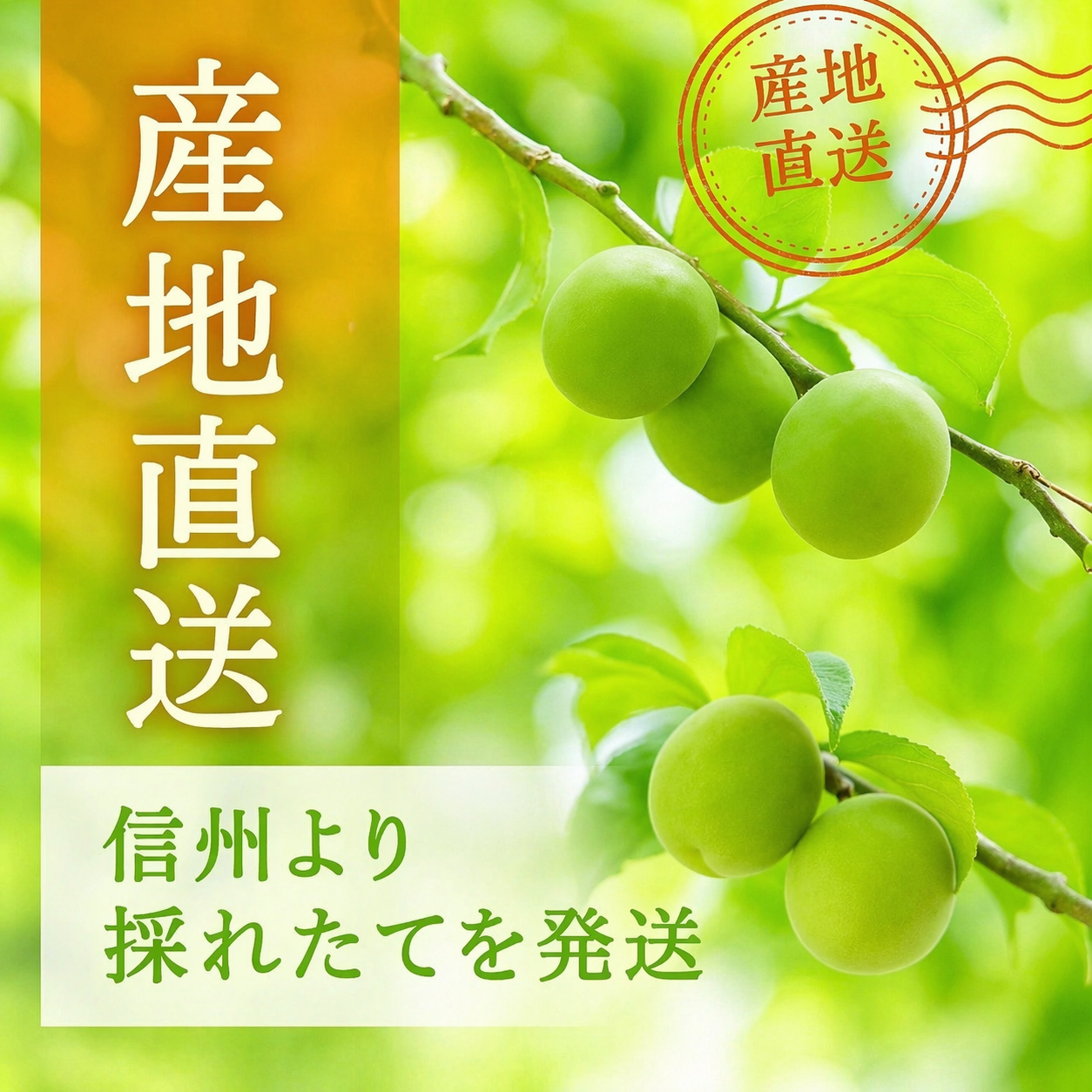 青梅 小梅 信州産 訳あり カリカリ梅用|送料無料 - 279 青梅 小梅 信州産 訳あり カリカリ梅用|送料無料 - 279