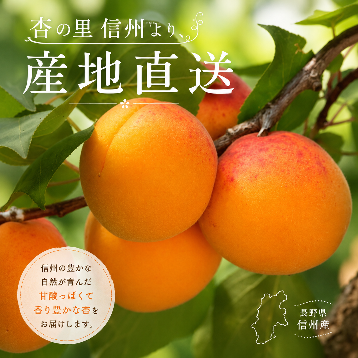 加工用 杏 「信州大実」 信州産