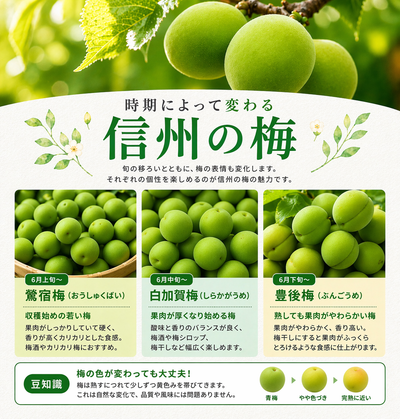 青梅 中梅 家庭用