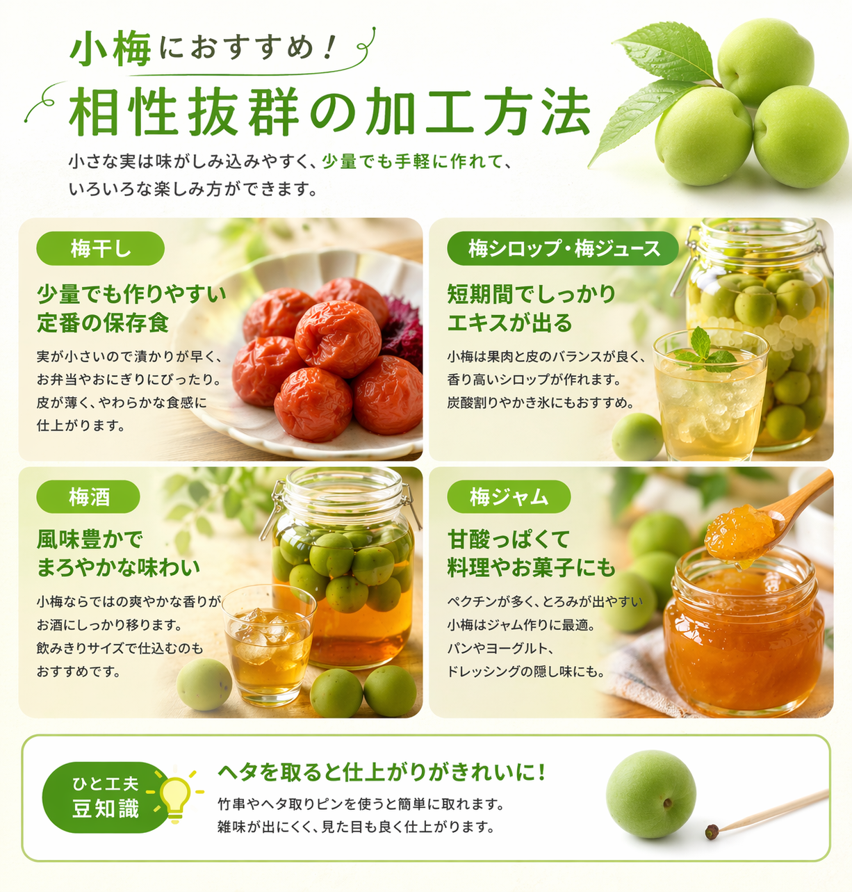 青梅 小梅 信州産 訳あり カリカリ梅用|送料無料 - 279 青梅 小梅 信州産 訳あり カリカリ梅用|送料無料 - 279