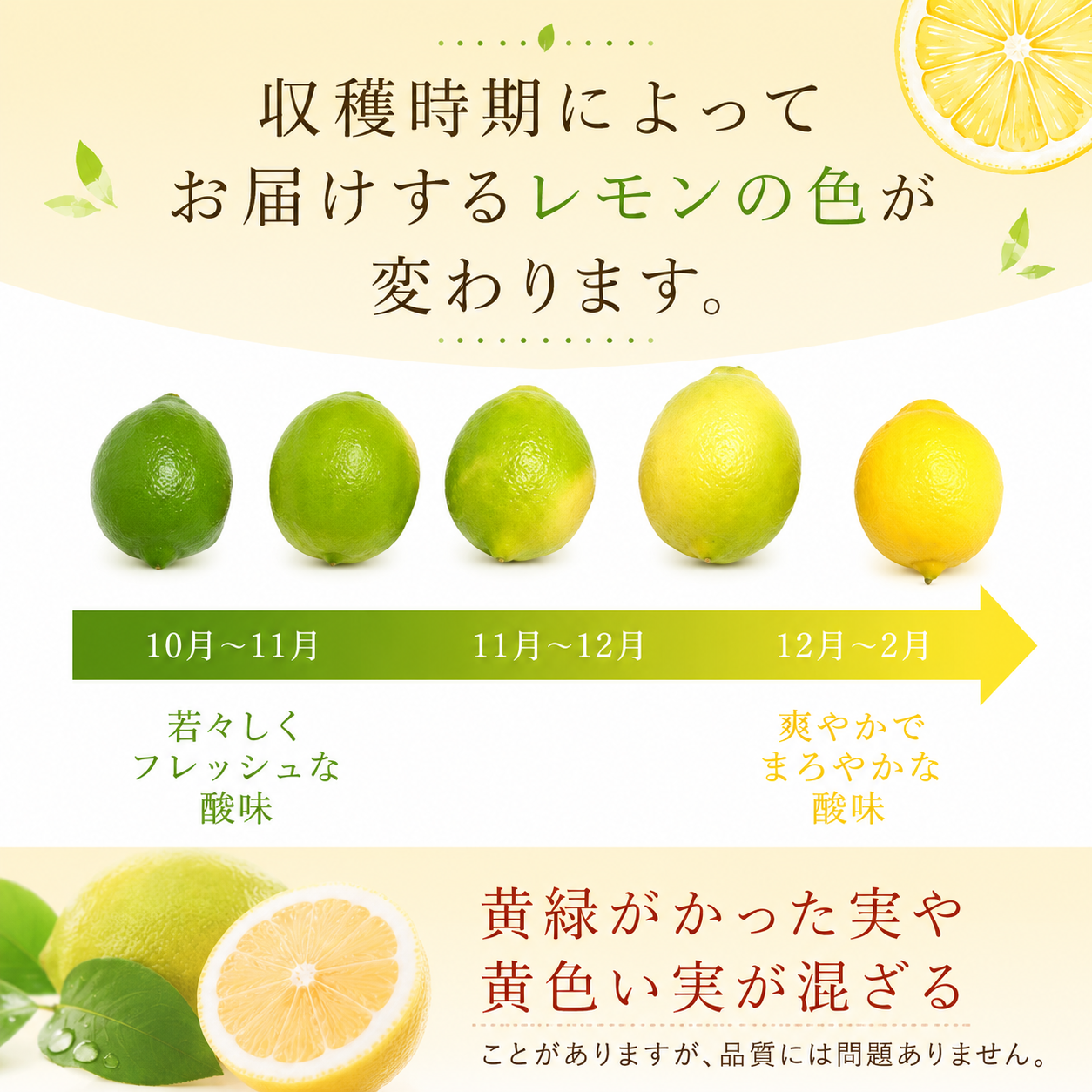 【国産】レモン