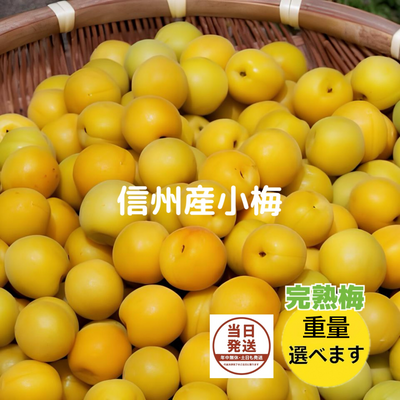 完熟梅 小梅 家庭用