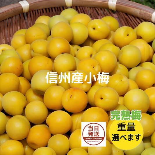 完熟梅 小梅 家庭用