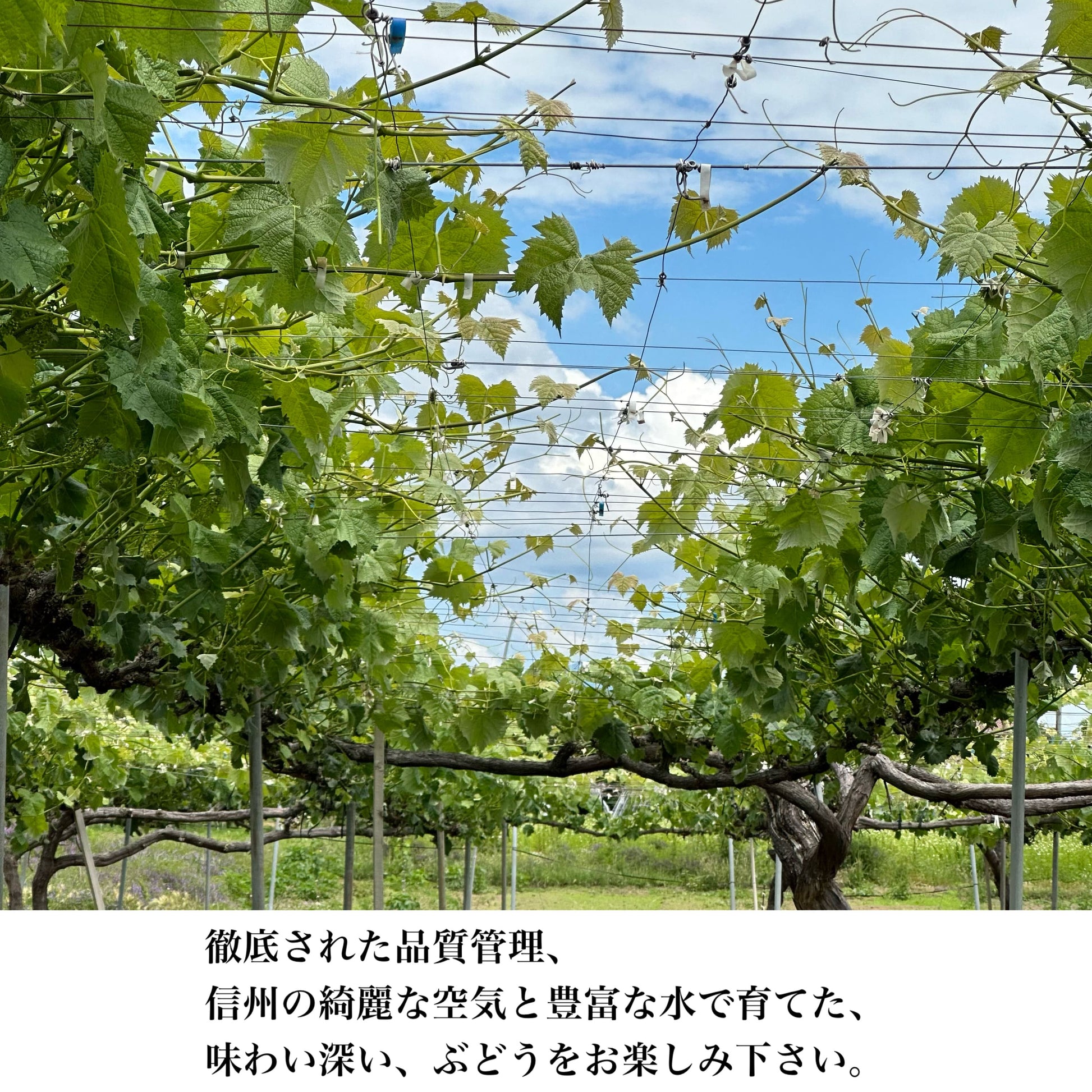 信州産シャインマスカット秀品