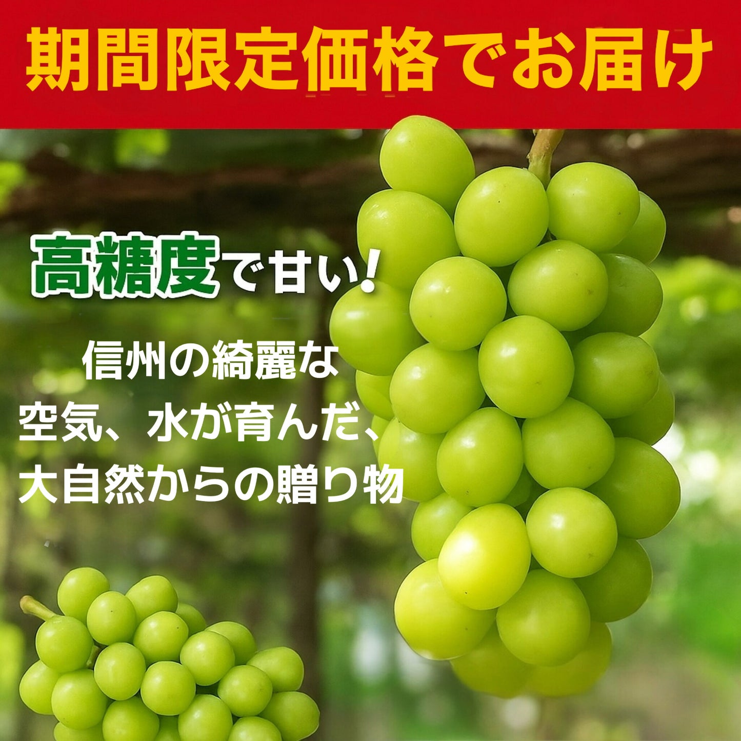 シャインマスカット秀品ぶどう信州産送料無料