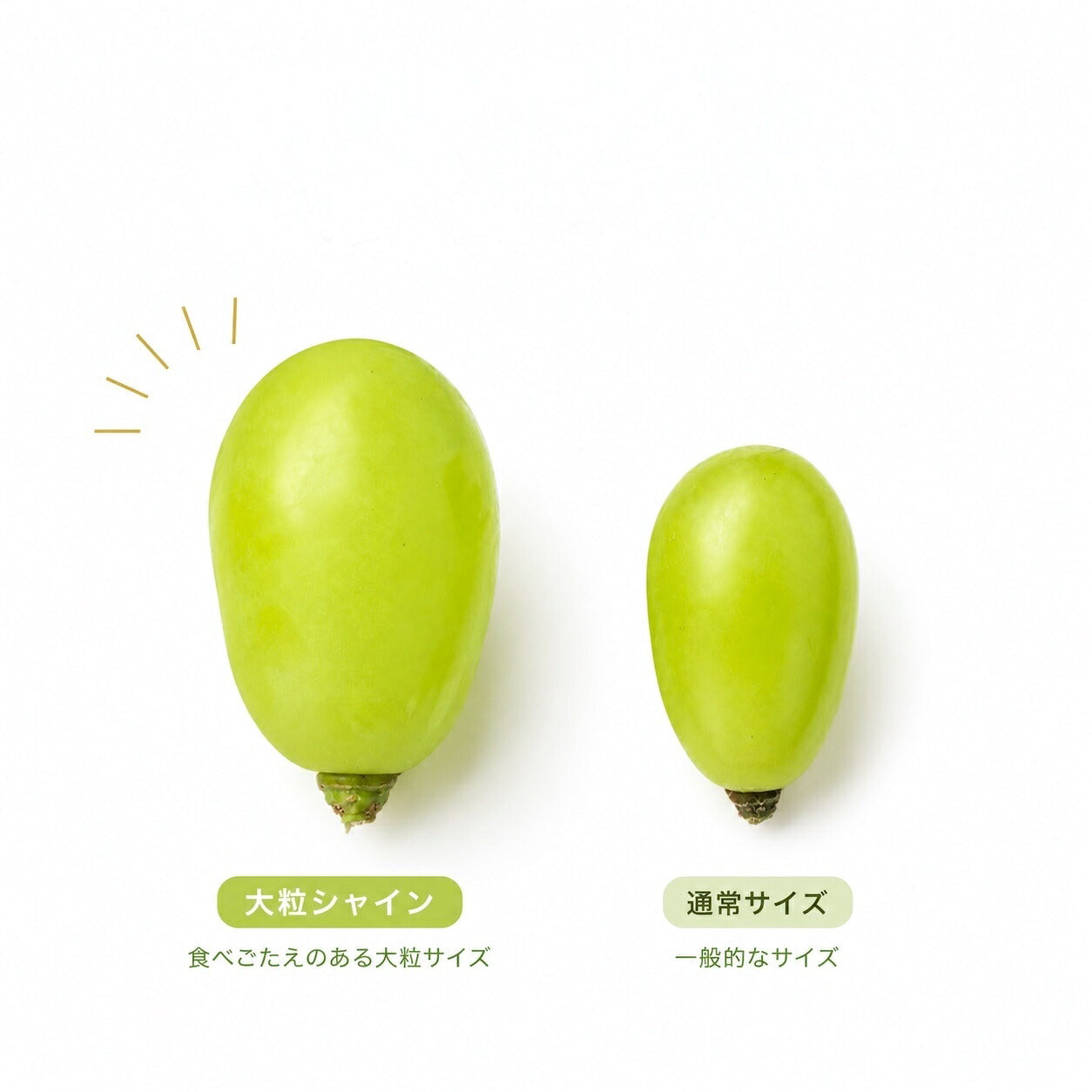 大粒シャインマスカット秀品3L1.4キロ2房信州産送料無料