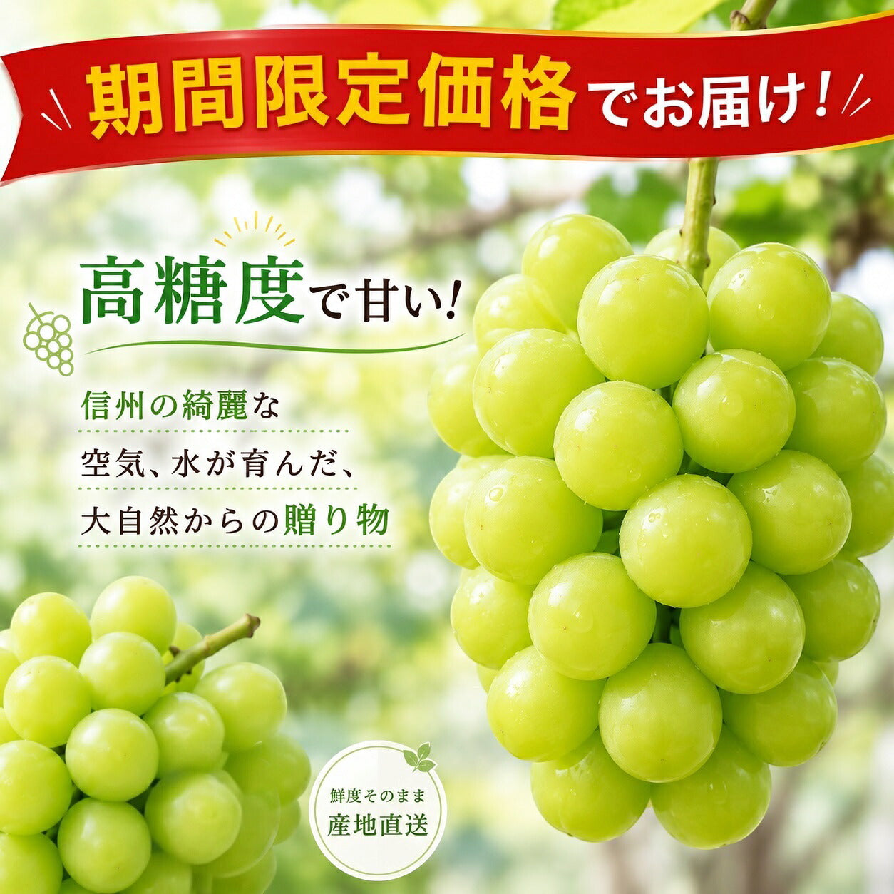 大粒シャインマスカット秀品3L1.2キロ2房信州産送料無料贈り物に