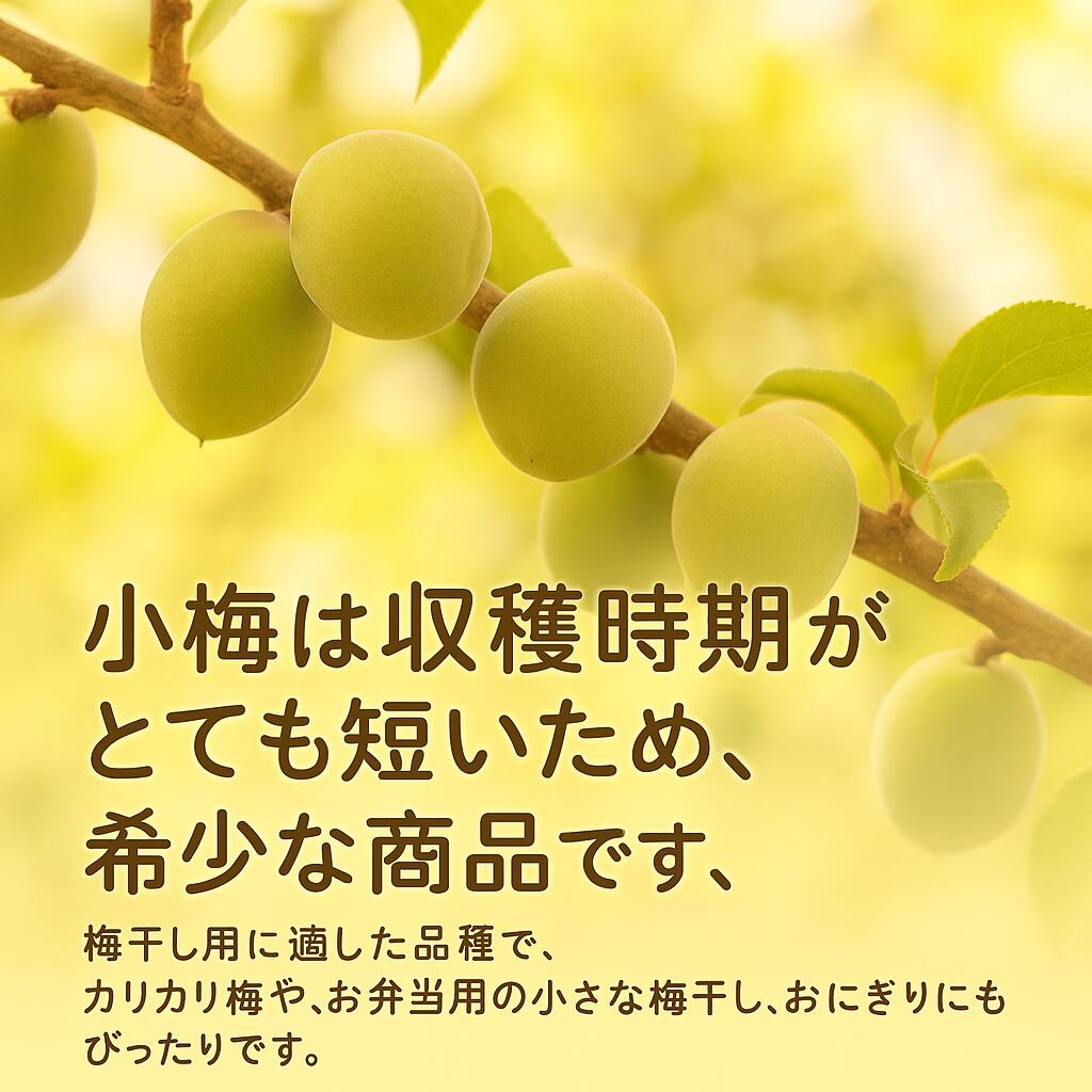 青梅 小梅 信州産 訳あり カリカリ梅用｜送料無料 - 279