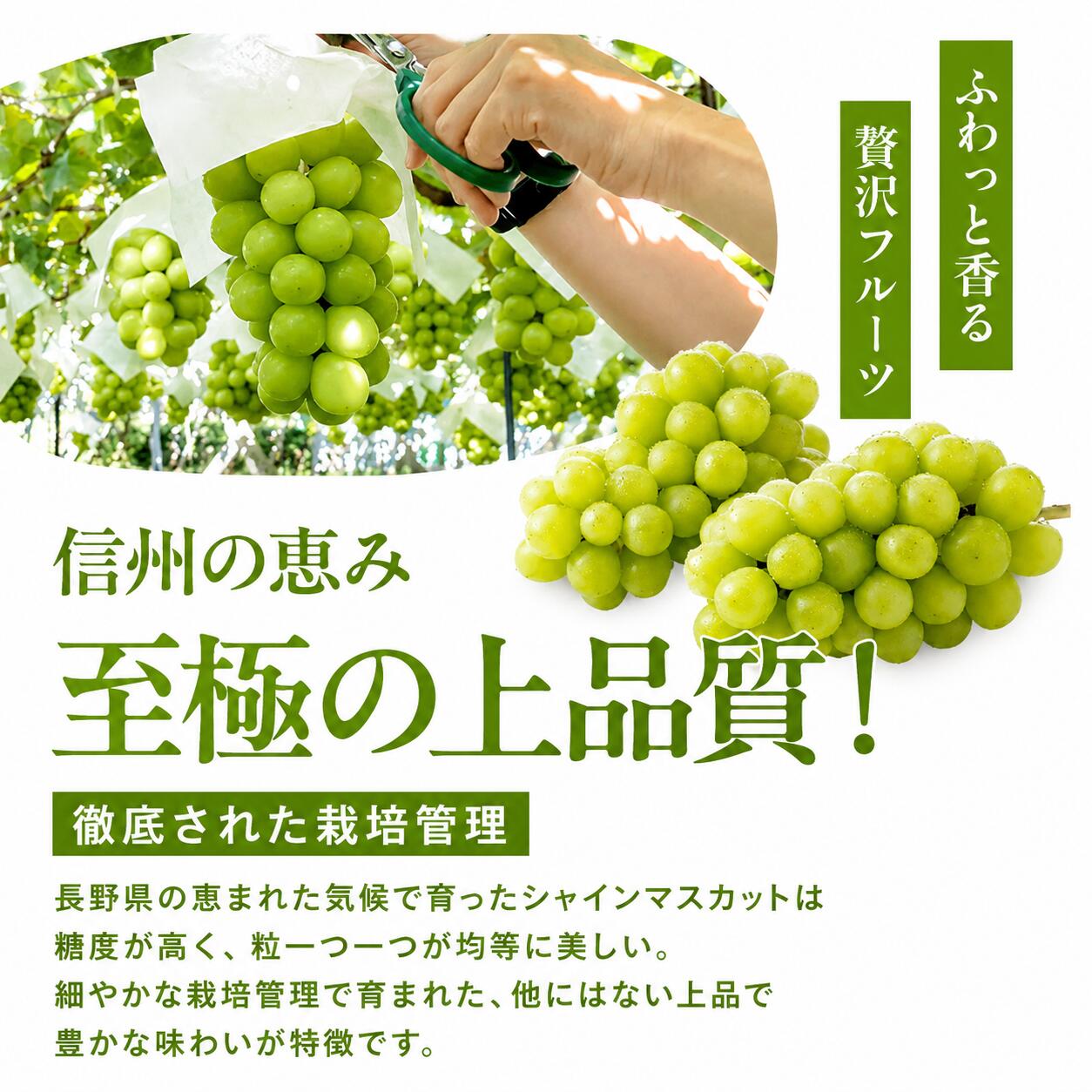 信州産シャインマスカット秀品