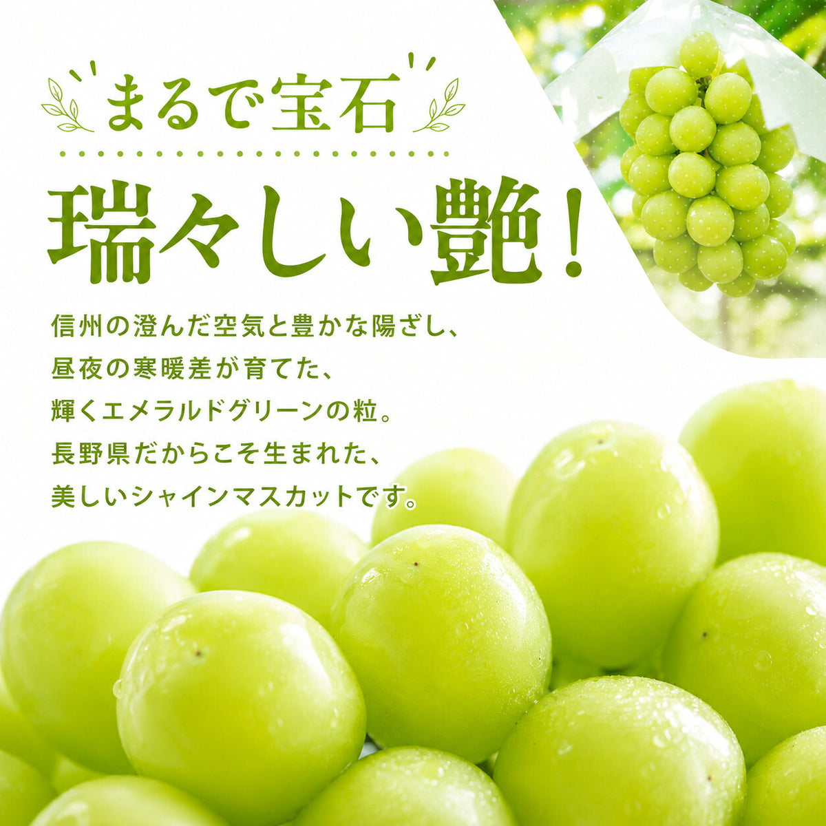 信州産訳ありシャインマスカットぶどう家庭用自家消費送料無料