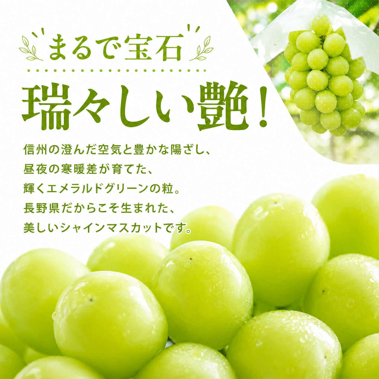シャインマスカット秀品ぶどう信州産送料無料